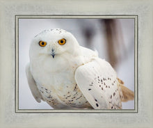 Load image into Gallery viewer, Snowy Owl, Haines, Alaska
