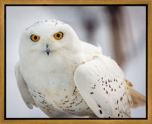 Load image into Gallery viewer, Snowy Owl, Haines, Alaska