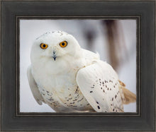Load image into Gallery viewer, Snowy Owl, Haines, Alaska