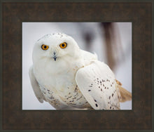 Load image into Gallery viewer, Snowy Owl, Haines, Alaska