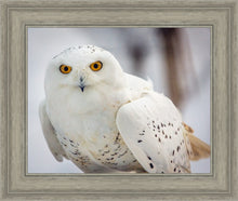 Load image into Gallery viewer, Snowy Owl, Haines, Alaska