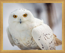Load image into Gallery viewer, Snowy Owl, Haines, Alaska