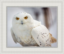 Load image into Gallery viewer, Snowy Owl, Haines, Alaska