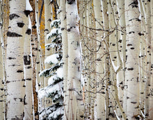 Load image into Gallery viewer, Christmas Around the Corner, Guardsman Pass, Park City, Utah