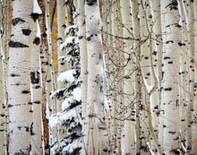 Load image into Gallery viewer, Christmas Around the Corner, Guardsman Pass, Park City, Utah
