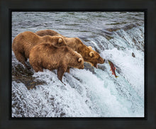 Load image into Gallery viewer, Grizzly Bears Fishing for Salmon at Katmai National Park Brooks Falls, Alaska