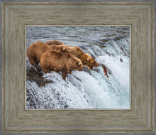 Load image into Gallery viewer, Grizzly Bears Fishing for Salmon at Katmai National Park Brooks Falls, Alaska