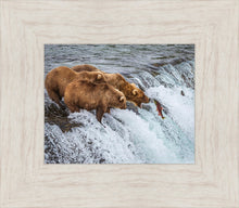Load image into Gallery viewer, Grizzly Bears Fishing for Salmon at Katmai National Park Brooks Falls, Alaska