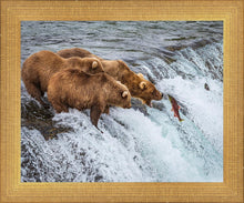 Load image into Gallery viewer, Grizzly Bears Fishing for Salmon at Katmai National Park Brooks Falls, Alaska
