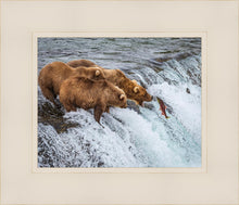 Load image into Gallery viewer, Grizzly Bears Fishing for Salmon at Katmai National Park Brooks Falls, Alaska
