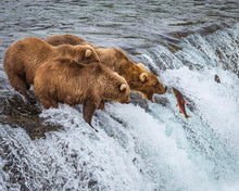 Load image into Gallery viewer, Grizzly Bears Fishing for Salmon at Katmai National Park Brooks Falls, Alaska