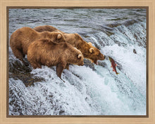 Load image into Gallery viewer, Grizzly Bears Fishing for Salmon at Katmai National Park Brooks Falls, Alaska