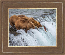 Load image into Gallery viewer, Grizzly Bears Fishing for Salmon at Katmai National Park Brooks Falls, Alaska