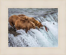Load image into Gallery viewer, Grizzly Bears Fishing for Salmon at Katmai National Park Brooks Falls, Alaska