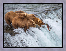 Load image into Gallery viewer, Grizzly Bears Fishing for Salmon at Katmai National Park Brooks Falls, Alaska