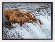 Load image into Gallery viewer, Grizzly Bears Fishing for Salmon at Katmai National Park Brooks Falls, Alaska