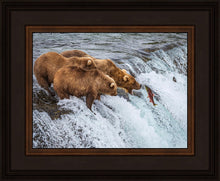 Load image into Gallery viewer, Grizzly Bears Fishing for Salmon at Katmai National Park Brooks Falls, Alaska