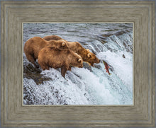 Load image into Gallery viewer, Grizzly Bears Fishing for Salmon at Katmai National Park Brooks Falls, Alaska