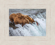 Load image into Gallery viewer, Grizzly Bears Fishing for Salmon at Katmai National Park Brooks Falls, Alaska