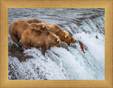 Load image into Gallery viewer, Grizzly Bears Fishing for Salmon at Katmai National Park Brooks Falls, Alaska