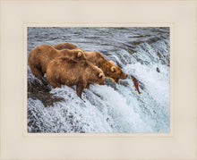 Load image into Gallery viewer, Grizzly Bears Fishing for Salmon at Katmai National Park Brooks Falls, Alaska