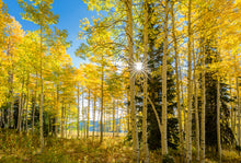 Load image into Gallery viewer, Autumn in the Rocky Mountains, Wasatch National Forest, Utah