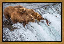 Load image into Gallery viewer, Grizzly Bears Fishing for Salmon at Katmai National Park Brooks Falls, Alaska