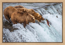 Load image into Gallery viewer, Grizzly Bears Fishing for Salmon at Katmai National Park Brooks Falls, Alaska