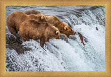 Load image into Gallery viewer, Grizzly Bears Fishing for Salmon at Katmai National Park Brooks Falls, Alaska