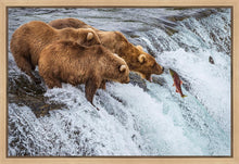 Load image into Gallery viewer, Grizzly Bears Fishing for Salmon at Katmai National Park Brooks Falls, Alaska