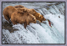 Load image into Gallery viewer, Grizzly Bears Fishing for Salmon at Katmai National Park Brooks Falls, Alaska