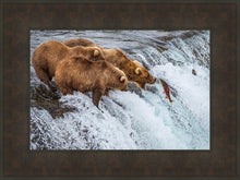 Load image into Gallery viewer, Grizzly Bears Fishing for Salmon at Katmai National Park Brooks Falls, Alaska