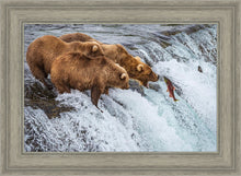 Load image into Gallery viewer, Grizzly Bears Fishing for Salmon at Katmai National Park Brooks Falls, Alaska