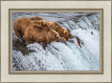 Load image into Gallery viewer, Grizzly Bears Fishing for Salmon at Katmai National Park Brooks Falls, Alaska