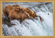 Load image into Gallery viewer, Grizzly Bears Fishing for Salmon at Katmai National Park Brooks Falls, Alaska