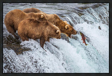 Load image into Gallery viewer, Grizzly Bears Fishing for Salmon at Katmai National Park Brooks Falls, Alaska