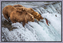Load image into Gallery viewer, Grizzly Bears Fishing for Salmon at Katmai National Park Brooks Falls, Alaska