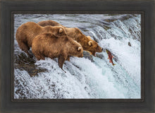 Load image into Gallery viewer, Grizzly Bears Fishing for Salmon at Katmai National Park Brooks Falls, Alaska