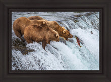 Load image into Gallery viewer, Grizzly Bears Fishing for Salmon at Katmai National Park Brooks Falls, Alaska