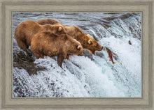 Load image into Gallery viewer, Grizzly Bears Fishing for Salmon at Katmai National Park Brooks Falls, Alaska