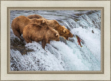 Load image into Gallery viewer, Grizzly Bears Fishing for Salmon at Katmai National Park Brooks Falls, Alaska