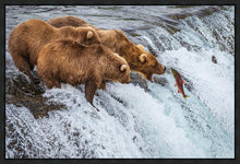 Load image into Gallery viewer, Grizzly Bears Fishing for Salmon at Katmai National Park Brooks Falls, Alaska