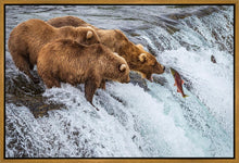 Load image into Gallery viewer, Grizzly Bears Fishing for Salmon at Katmai National Park Brooks Falls, Alaska