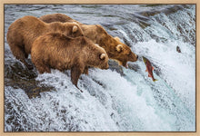 Load image into Gallery viewer, Grizzly Bears Fishing for Salmon at Katmai National Park Brooks Falls, Alaska