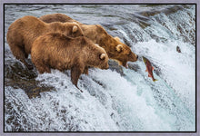 Load image into Gallery viewer, Grizzly Bears Fishing for Salmon at Katmai National Park Brooks Falls, Alaska