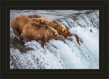Load image into Gallery viewer, Grizzly Bears Fishing for Salmon at Katmai National Park Brooks Falls, Alaska