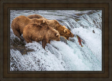 Load image into Gallery viewer, Grizzly Bears Fishing for Salmon at Katmai National Park Brooks Falls, Alaska