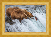 Load image into Gallery viewer, Grizzly Bears Fishing for Salmon at Katmai National Park Brooks Falls, Alaska