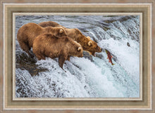 Load image into Gallery viewer, Grizzly Bears Fishing for Salmon at Katmai National Park Brooks Falls, Alaska