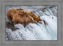 Load image into Gallery viewer, Grizzly Bears Fishing for Salmon at Katmai National Park Brooks Falls, Alaska